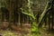 Moss covered old tree trunck in dark pines wood