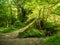 A moss covered pack horse bridge spans a small river