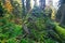 Moss covered rock in Zadna Polana primeval forest