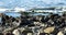 Moss covered rocks along a rocky shoreline