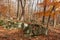 Moss covered rocks in an autumn forest