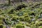 Moss covered rocks in cold rainforest