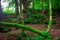 The moss covered rocks of Puzzlewood, an ancient woodland near Coleford in the Royal Forest of Dean, Gloucestershire, UK