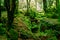 The moss covered rocks of Puzzlewood, an ancient woodland near Coleford in the Royal Forest of Dean, Gloucestershire, UK