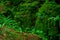 The moss covered rocks of Puzzlewood, an ancient woodland near Coleford in the Royal Forest of Dean, Gloucestershire, UK