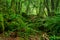 The moss covered rocks of Puzzlewood, an ancient woodland near Coleford in the Royal Forest of Dean, Gloucestershire, UK