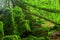 The moss covered rocks of Puzzlewood, an ancient woodland near Coleford in the Royal Forest of Dean, Gloucestershire, UK