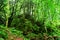 The moss covered rocks of Puzzlewood, an ancient woodland near Coleford in the Royal Forest of Dean, Gloucestershire, UK