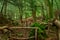 The moss covered rocks of Puzzlewood, an ancient woodland near Coleford in the Royal Forest of Dean, Gloucestershire, UK