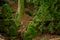 The moss covered rocks of Puzzlewood, an ancient woodland near Coleford in the Royal Forest of Dean, Gloucestershire, UK