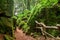 The moss covered rocks of Puzzlewood, an ancient woodland near Coleford in the Royal Forest of Dean, Gloucestershire, UK