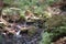 Moss covered rocks at Snoqualmie Falls