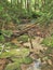 Moss Covered Rocks in Stone Mountain Creek