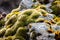Moss-covered stone. Beautiful moss and lichen covered stone. Bright green moss Background textured in nature. Selective focus