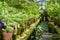 Moss-covered stone tables in an old moss-covered stone tables in an old greenhouse