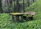 Moss covered table and wooden bench around the wild garlic plants in the forest.