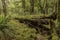 Moss covered tree in a forest on New Zealand`s Kepler Track, one of the South Island`s Great Walks