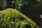 Moss covered tree limb seedlings and young plants.