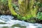 Moss Covered Tree by River