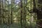 Moss covered tree scene in the upper Avatar Grove near Port Renfrew, BC