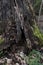 Moss covered tree stump in forest