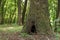 Moss covered tree in summer forest