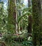 Moss covered tree trunks in Mcmillan Park British Columbia