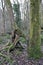 Moss covered trees with exposed twisted roots in winter woodland