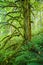 Moss covered trees and ferns in a Pacific Northwest forest