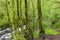 Moss-covered Trees in an Oregon Rainforest