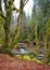 Moss covered trees in the rain forest