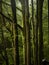 Moss covered trunks in the Rainforest in Tasmania