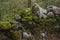 Moss-covered walls in Ireland