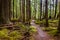 Moss covers nearly everything except the path winding through Hoh Rain Forest