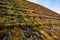 Moss covers roof tiles on house in Sweden