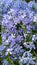Moss creeping Phlox subulata. Beautiful small five-petaled flowers bloom mauve, pink, lavender purple color. Flowering plant. Carp