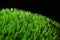 Moss Dicranum scoparium on black background