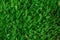 Moss Dicranum scoparium, evergreen plant of the moist forest. Natural texture