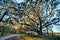 Moss draped Live Oak over the Edisto River at Botany Bay Plantation in South Carolina