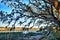 Moss draped Live Oak over the Edisto River at Botany Bay Plantation in South Carolina