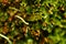 Moss drops macro Sphagnum water