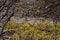 Moss and dry acorns in the forest. Macro of mossy wood flooring and dry fallen branches from trees. Autumn ground natural