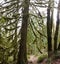 Moss and Epiphytes Grow on Old Growth Trees in Oregon