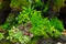 Moss fern decorate on small wood garden