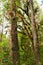 Moss, Fern tree in Ang Ka Luang Nature Trail