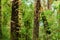 Moss, Fern tree in Ang Ka Luang Nature Trail