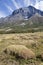 Moss field at Torres del Paine