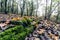 Moss on a forest floor, on a foggy autumn morning