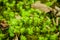 Moss on the forest floor,forest litter,Bryophyta, sensu lato