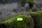 moss in the forest marked with a green sign which is used in shops to indicate the price of goods